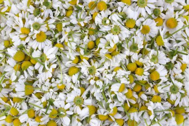 bir tıbbi papatya çiçekler