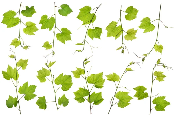Voorjaar druiven takken geïsoleerde set — Stockfoto