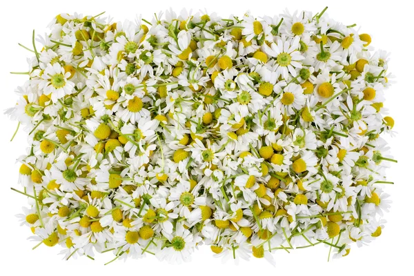 Medical camomile  isolated banner — Stock Photo, Image