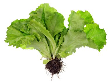 Salata bush kökleri ve kompost ile