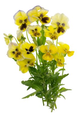 Uçan sarı Haziran Hercai Menekşe