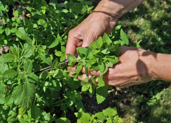 Zitronenminze Melisse Ernte — Stockfoto