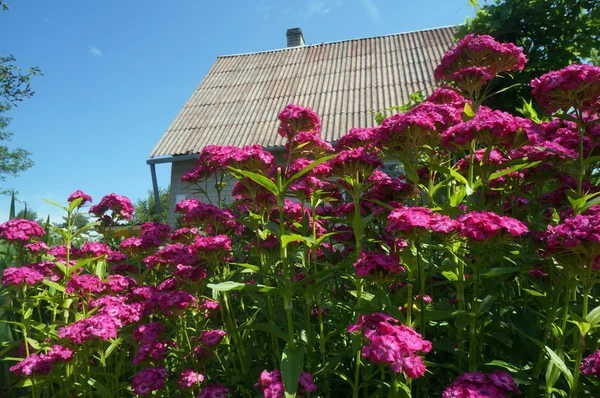 Różowe kwiaty goździków w pobliżu wsi Strona główna — Zdjęcie stockowe