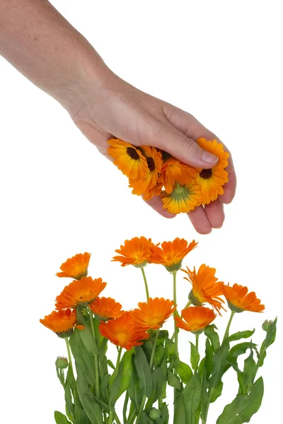 Raccolta dei fiori di calendula medici — Foto Stock