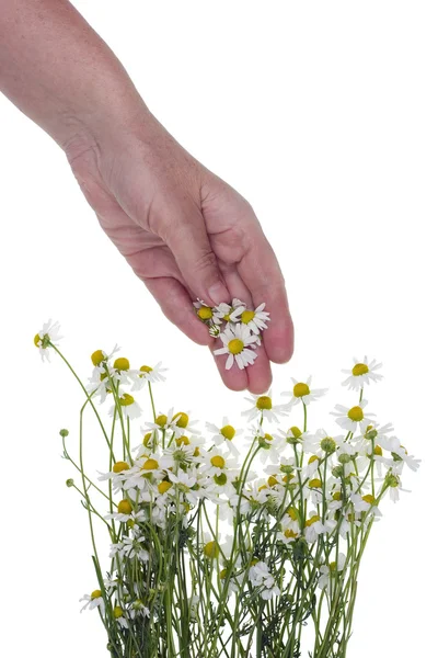 Wimpel pflücken Blüten eines medizinischen Gänseblümchens — Stockfoto