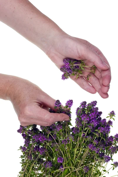 Oregano harvesting — Stock Photo, Image