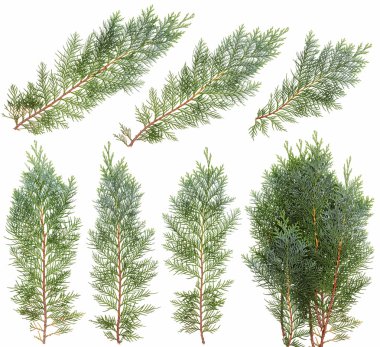  Blue juniper branches  isolated set