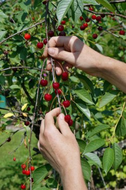 Kırmızı çilek göçmen reaps