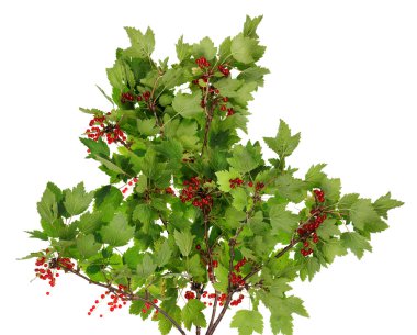 Sour red berries bush isolated clipart