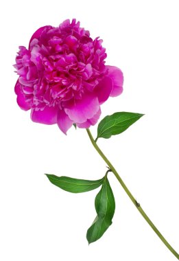  küçük karınca ve Şakayık