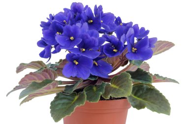 Idelal  blue violets clipart