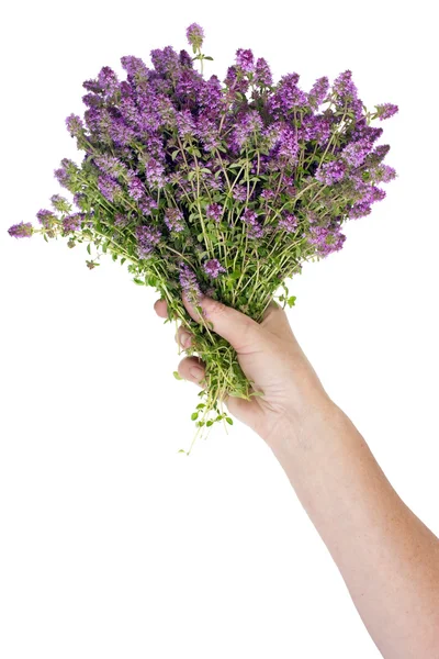 Bouquet of the  blossoming Oregano herb — Φωτογραφία Αρχείου