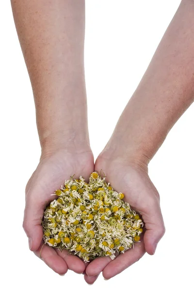 Dried medical camomile in hand — Stockfoto