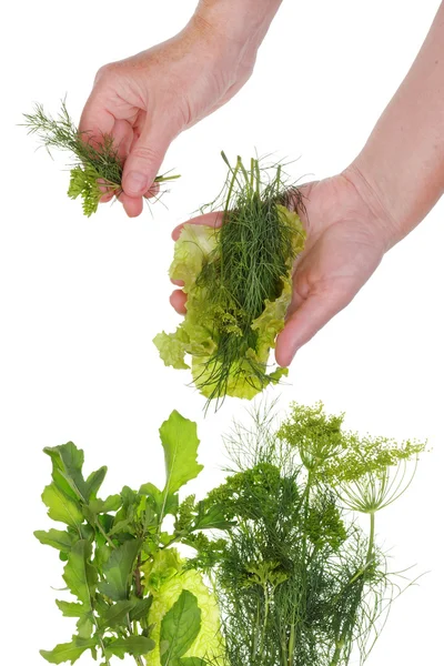 Crop of green vegetable herbs — ストック写真