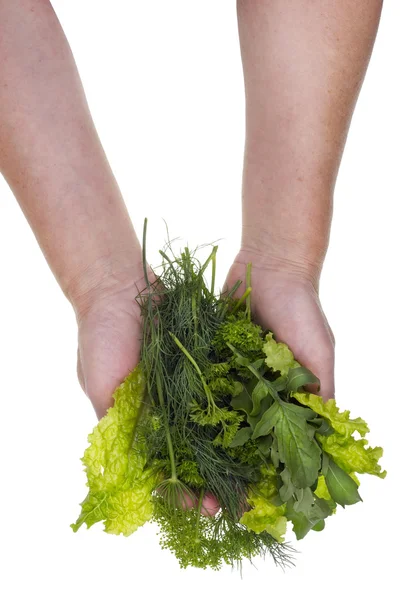 Leaves green spices and vegetables in hands isolated — 스톡 사진