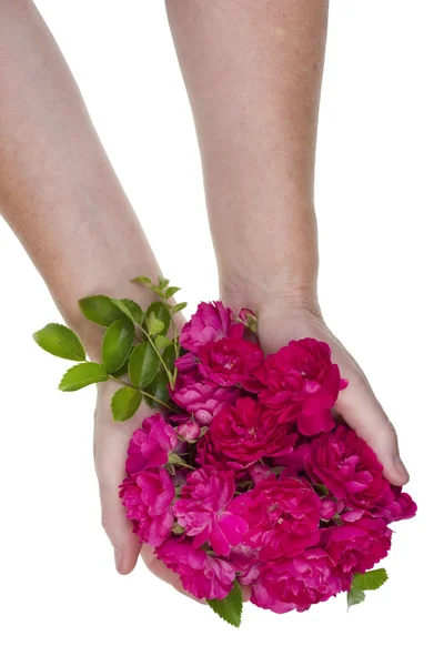 Roses in hands — Stock Photo, Image