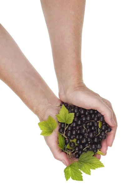 Black currant for you concept — Stockfoto