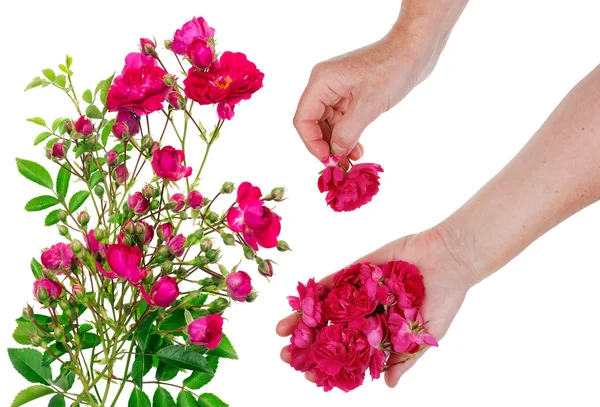 Operaio raccogliere fiori di rose rosa — Foto Stock