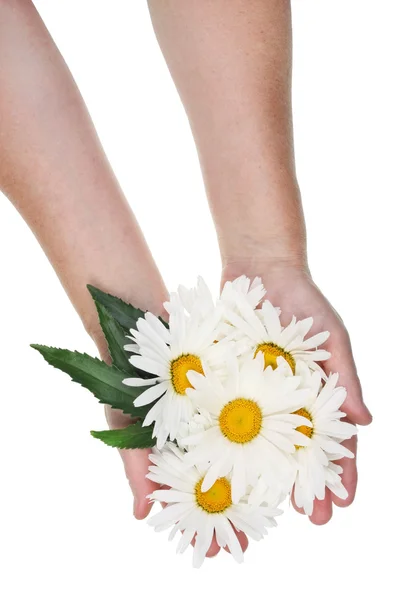 Giant daisies for the cosmetic  industry — 图库照片