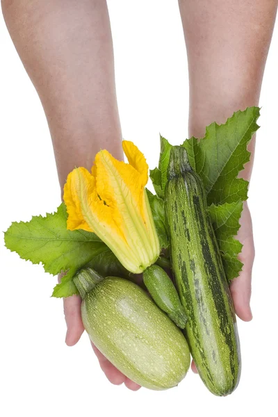 Marrows in hands isokated — Stock Photo, Image