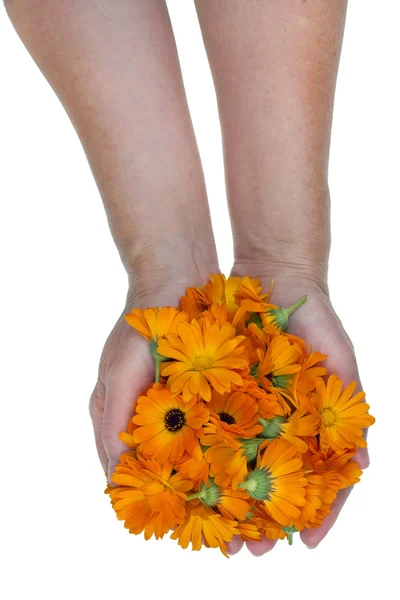 Medical marigolds in worker hands — 图库照片