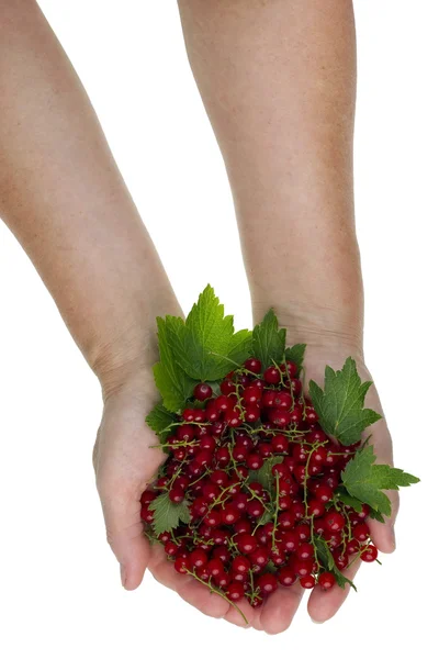 Red berriesfor you concept — Stock Photo, Image