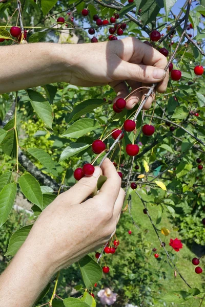 Worker reaps a red berries — Stock Photo, Image