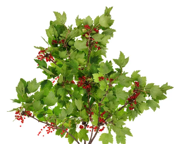 Sour red berries bush isolated — Stock Photo, Image