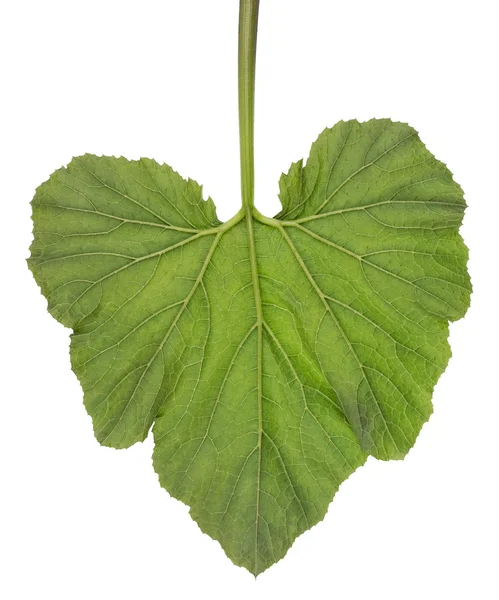 Plantaardige beenmerg blad geïsoleerd — Stockfoto