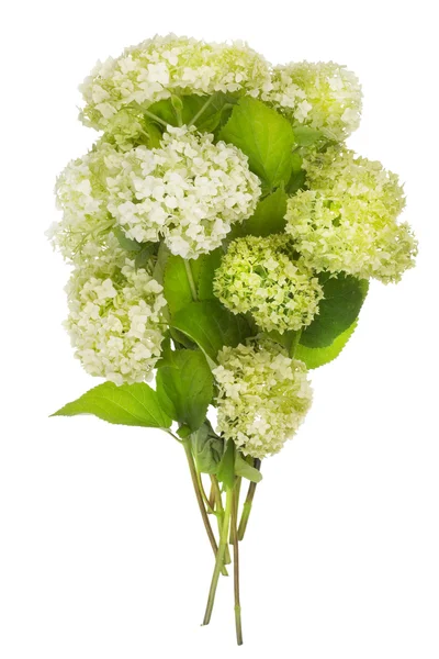Зеленый цветочный фейерверк — стоковое фото