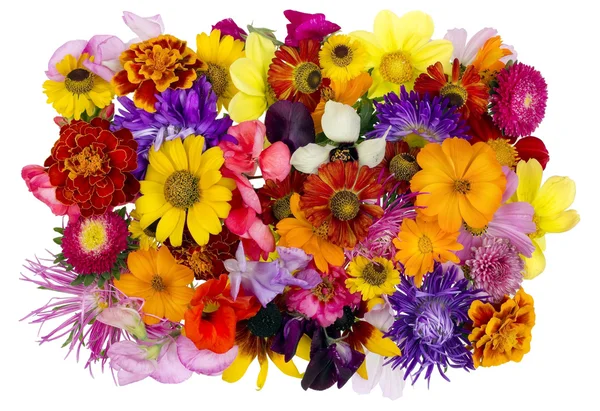 Caos florales collage agosto — Foto de Stock