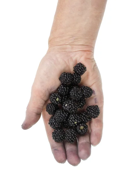 Reine Brombeeren in schmutziger Hand — Stockfoto