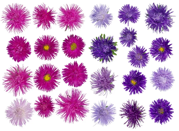 秋紫苑隔离的套 — 图库照片