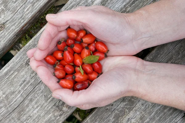 Hands with dogrose berries — Stock Photo, Image