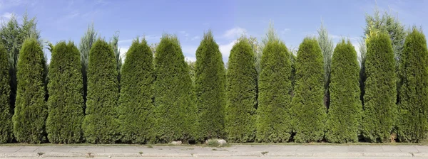 Хедж з зелених туйських дерев — стокове фото