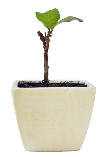 De kleine sprout een ficus — Stockfoto