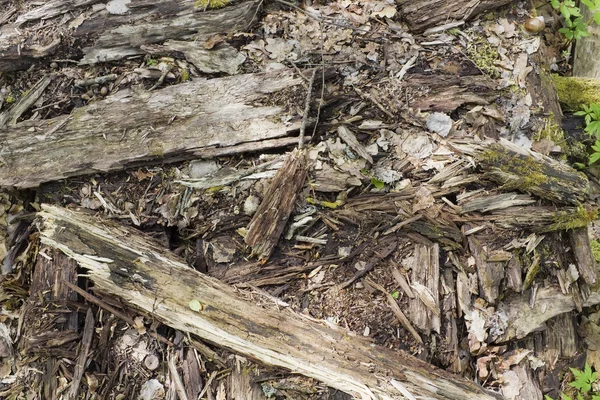 森林腐烂的地板 — 图库照片