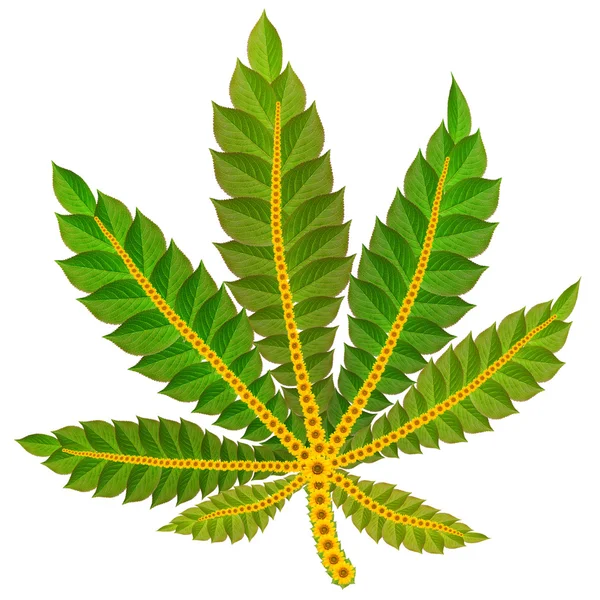 Hoja de cáñamo planta de cannabis —  Fotos de Stock