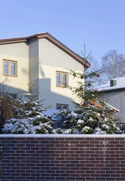 Christmas fir tree in a winter garden — Stock Photo, Image