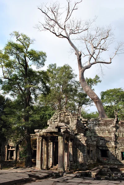 Camboya Angkor ruina —  Fotos de Stock
