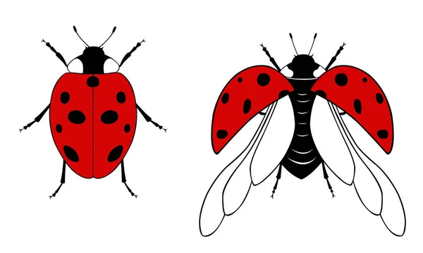 Marienkäfer Illustration Isoliert Auf Weiß — Stockvektor