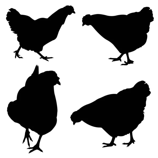 Set Different Chicken Silhouettes — Stock Vector