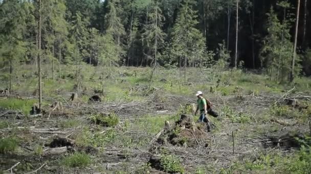 Un homme avec un sac à dos marche sur la forêt abattue. Beaucoup de souches flétries de vieux arbres — Video