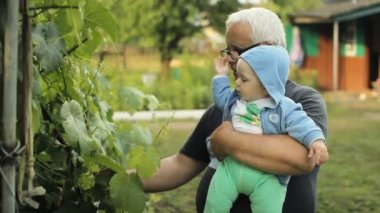 Büyükbaba torununa asma gösteriyor. Güzel bebek gülümseyen ve bitki dokunaklı