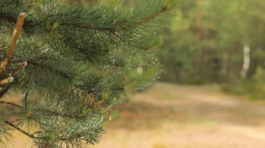 Adam ağaç ve ondan damlayan çiğ dokunuyor. Gülen adam