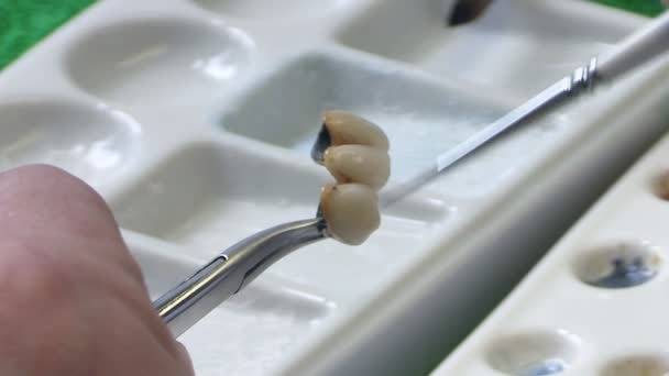 Стоматолог працює з керамічним матеріалом, пензлем та зубними протезами. Технік стоматології на робочому місці. крупним планом — стокове відео