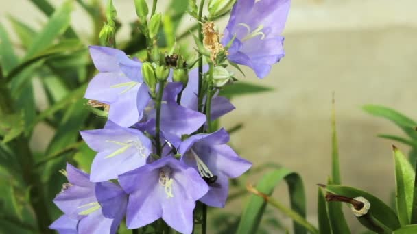 Flores púrpuras en un macizo de flores cerca de la casa. Sobre los pétalos de una mosca gateando — Vídeo de stock