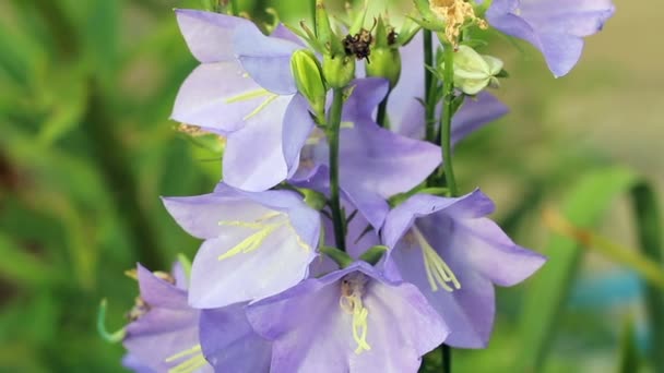 Purple flowers on a flower bed near the house — Stock Video