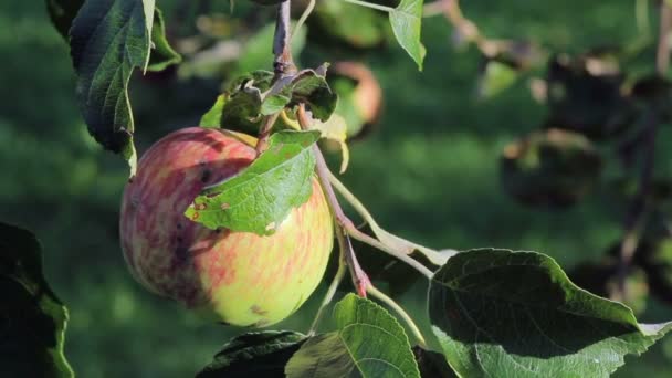 Manzanas rojas frescas en un árbol en el jardín — Vídeos de Stock