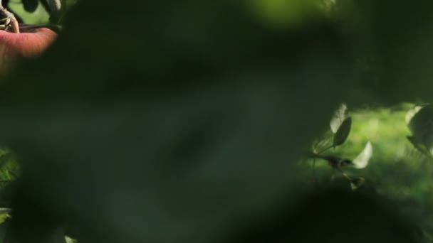 Frische rote Äpfel auf einem Baum im Garten — Stockvideo